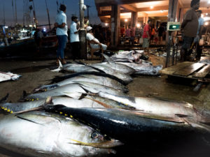 Yellowfin Tuna at Negombo Fish Market