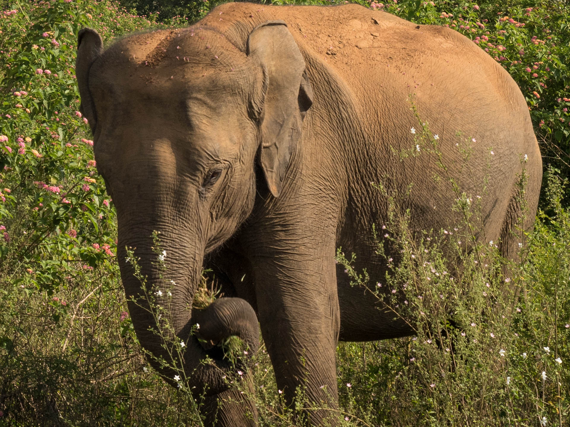 Our Epic Sri Lankan Udawalawe Safari The Roaming Fork