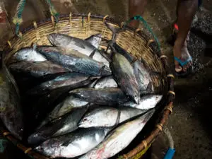 Lellama Negombo fish market