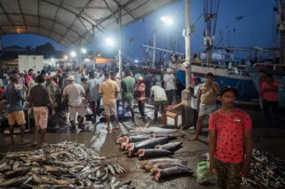 Lellama - Negombo fish market
