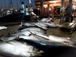 Lellama Negombo fish market