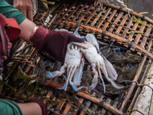 sorting through the crabs to find the largest ones