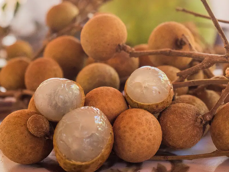 Longan is one of the popular fruits of Vietnam
