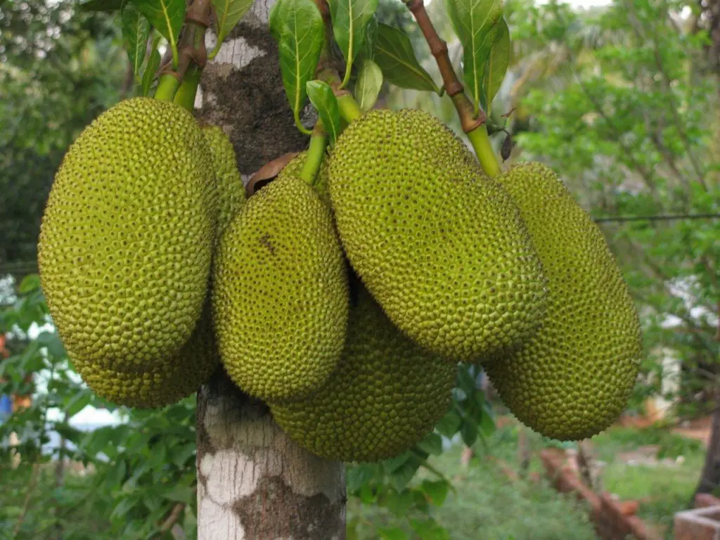 The largest Fruit vietnam, Jackfruit vs Durian