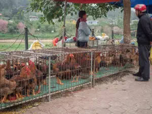 chickens for sale