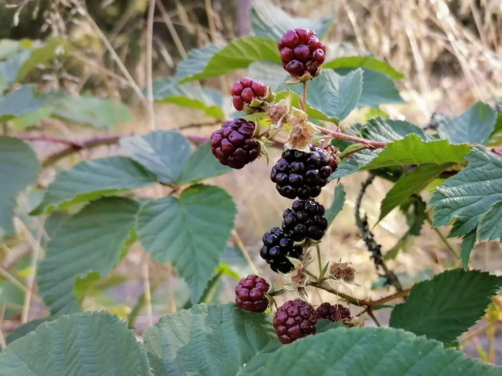 A fruit that begins with the letter T is close to a blackberry and a raspberry
