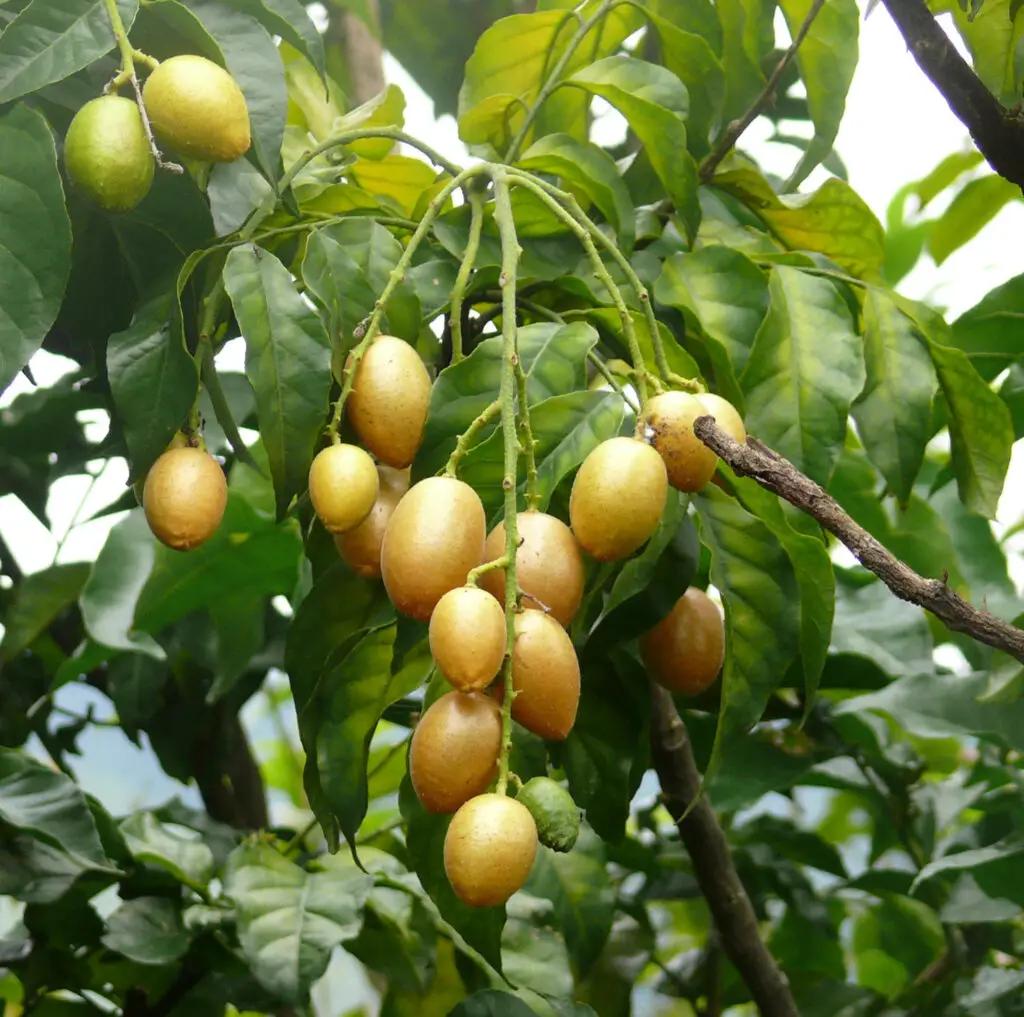 Wampee fruit tree