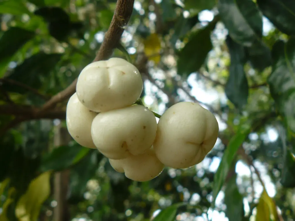 white aspen fruit tree fruits starting with w