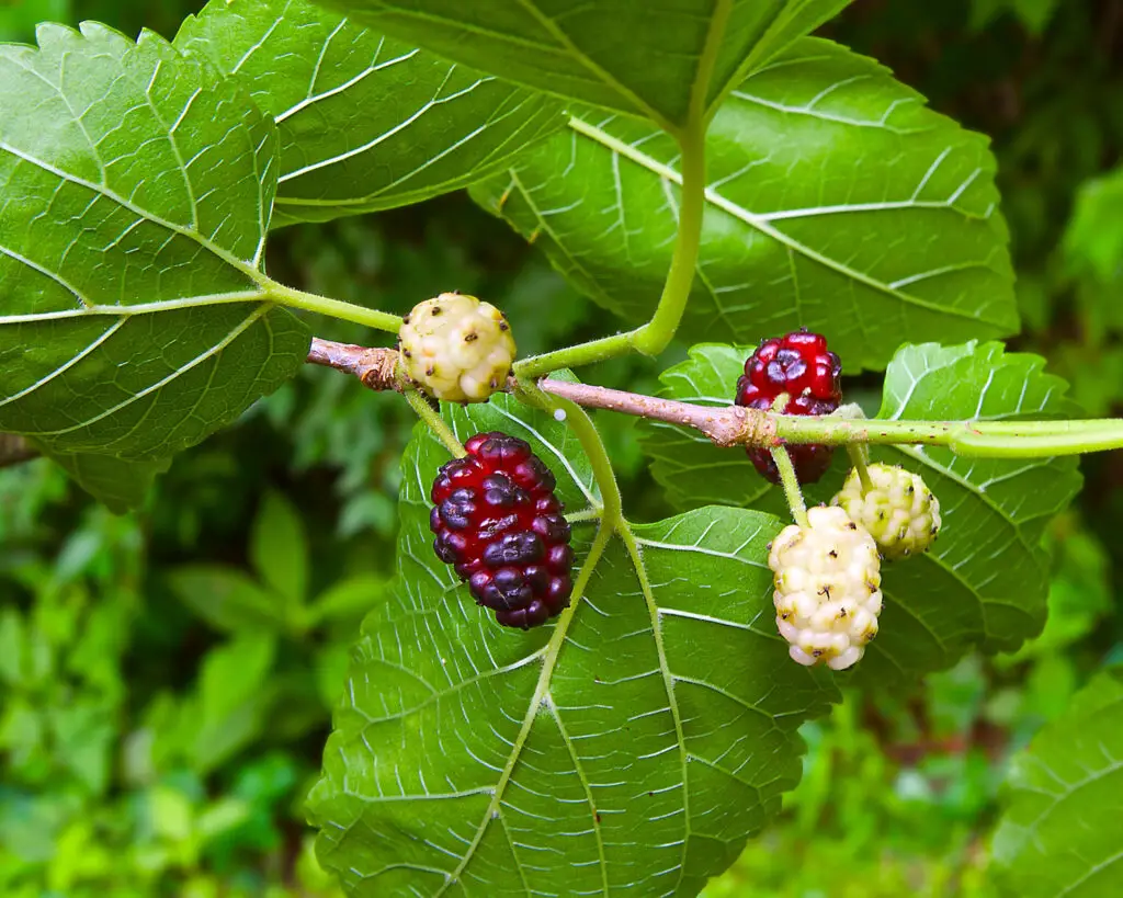 white mulberry fruit are delicious eaten raw 