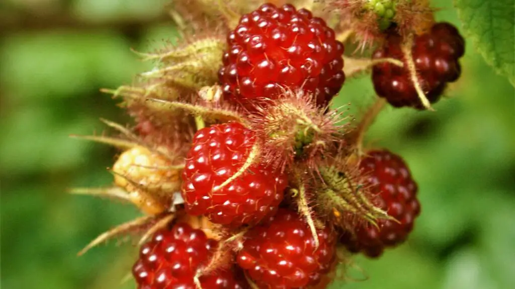 Dewberries