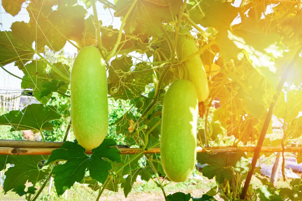 Winter melon is a wax gourd fruit grown on a vine and not a fruit tree and ash gourd