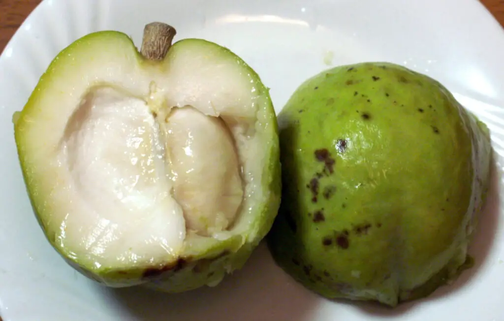 White Sapote fruits beginning with w