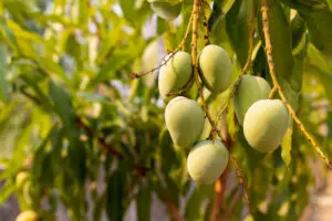 African Wild Mango fruit