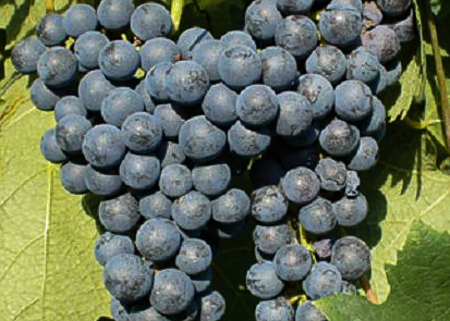 12 Unique Fruits That Start With U The Roaming Fork