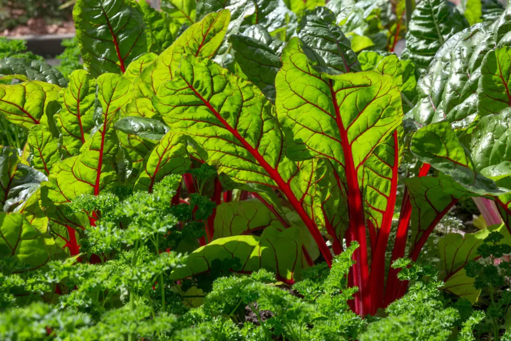 substitutes for Swiss chard