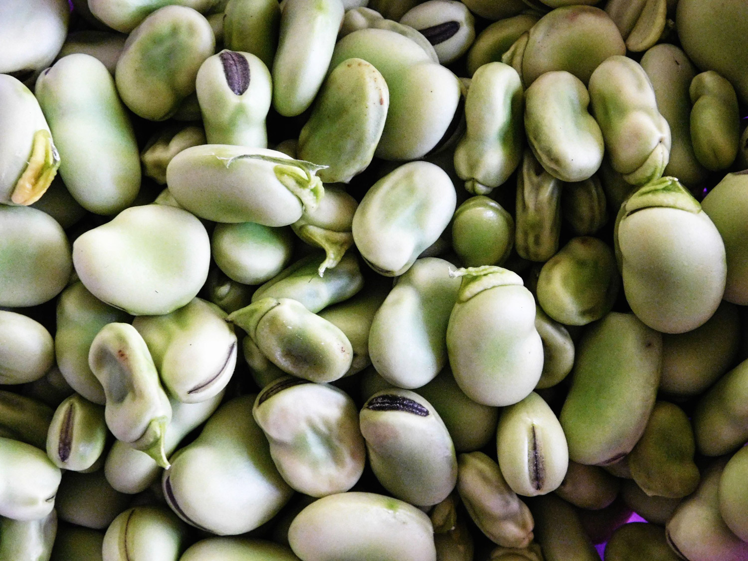 7 Substitutes For Fava Beans: Get Creative In The Kitchen - The Roaming ...