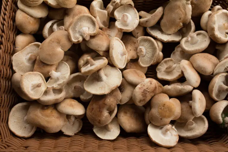 (9) Best Earthy Cremini Mushroom Substitute - The Roaming Fork