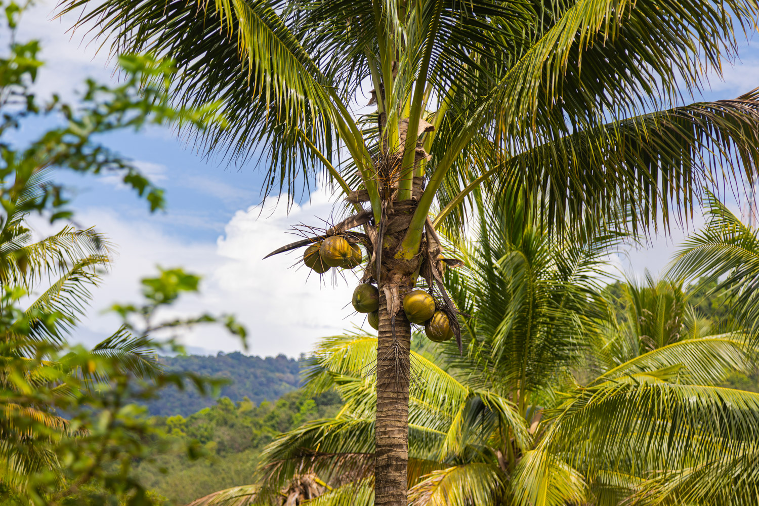 Coconut Tree at the island of Langkawi. Coconut palm on blue sky The