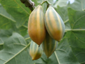 types of papaya