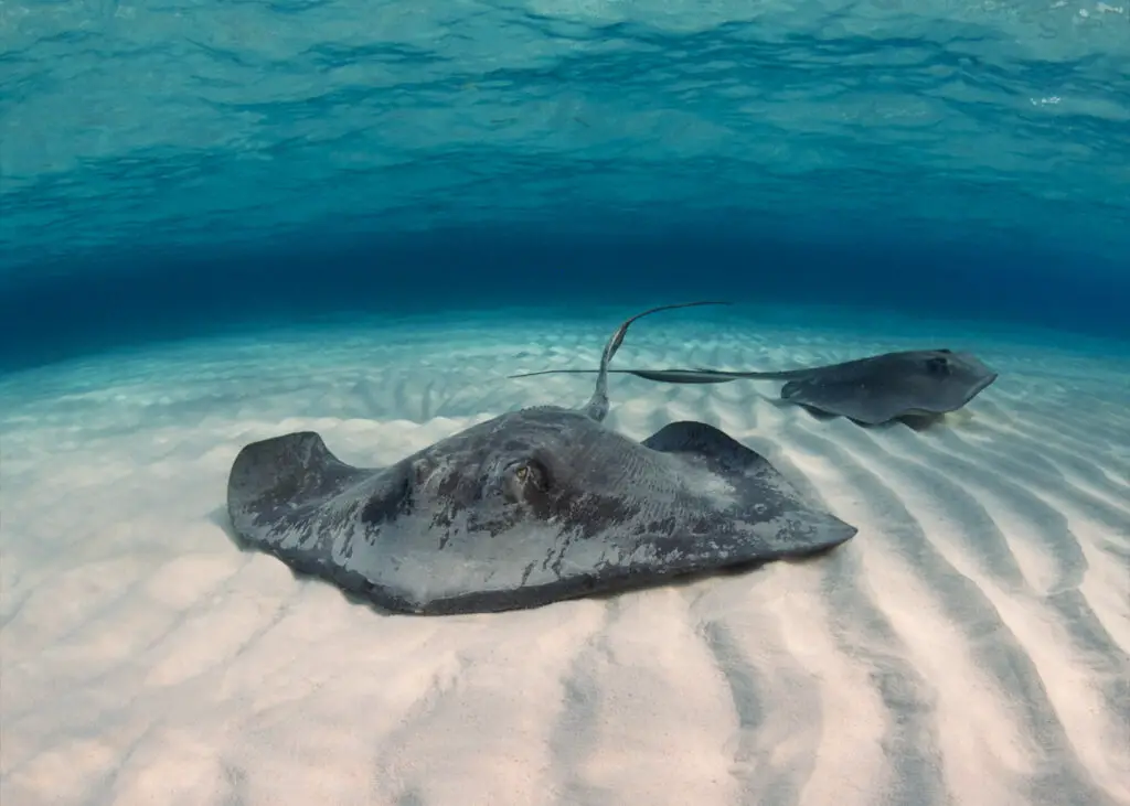 can you eat stingray