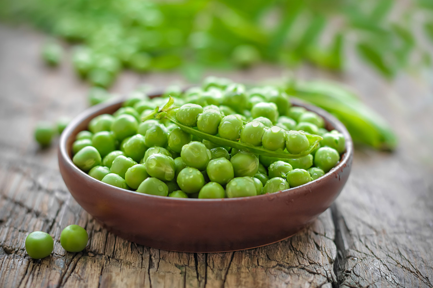 7 Substitutes for Fava Beans: Get Creative in the Kitchen - The Roaming ...