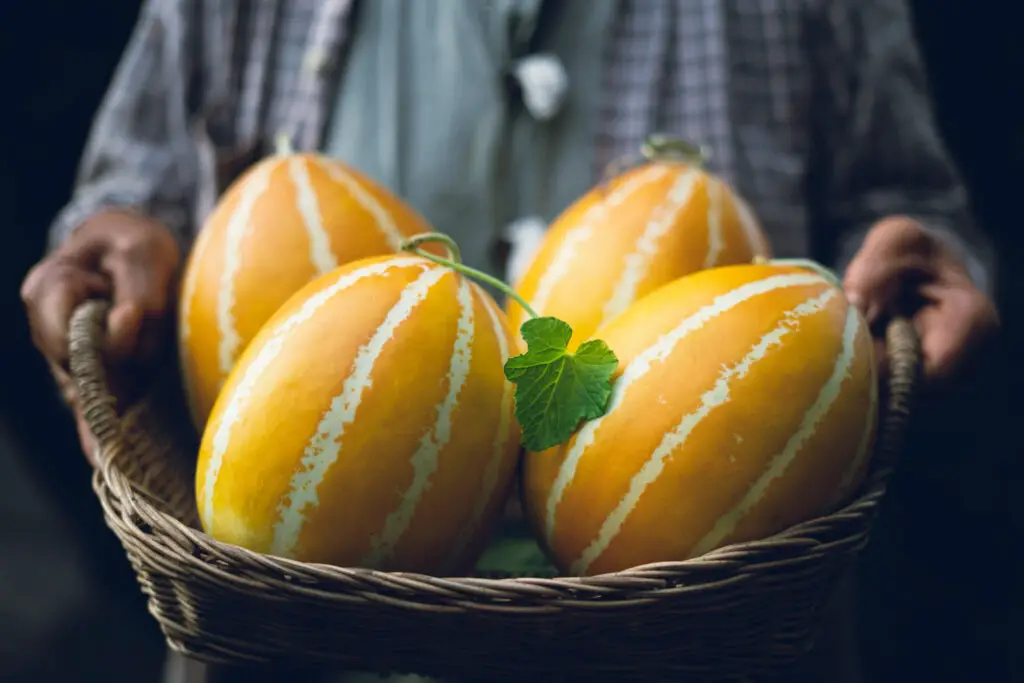 Korean Melon A Guide to Taste, Origin, and More! The Roaming Fork