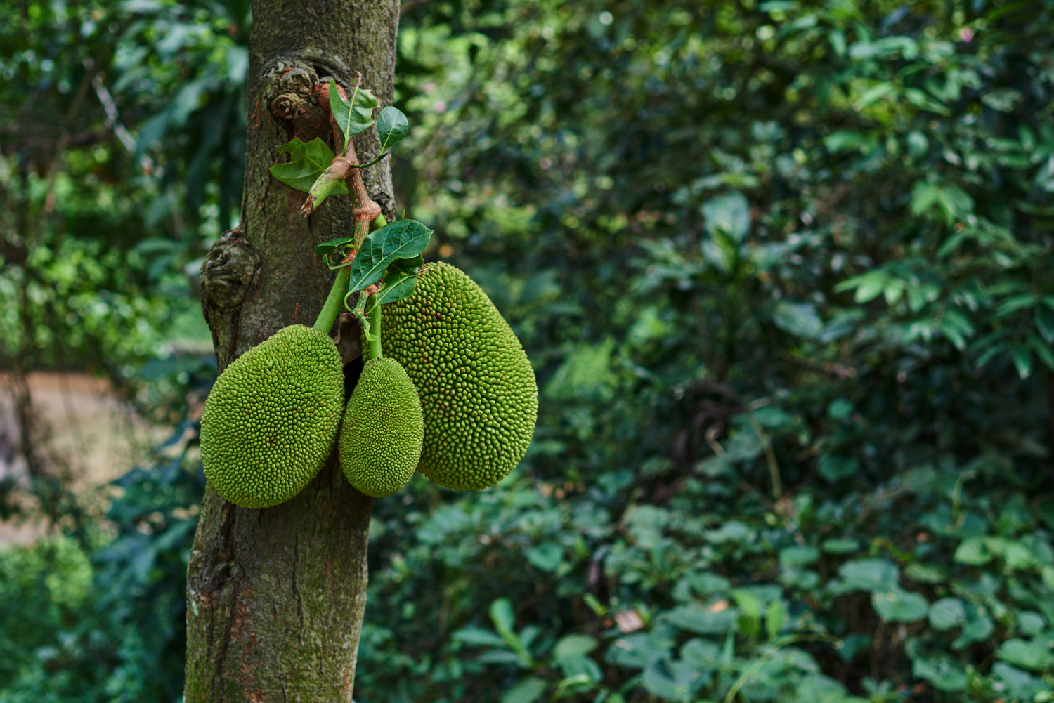 Jackfruit tree The Roaming Fork
