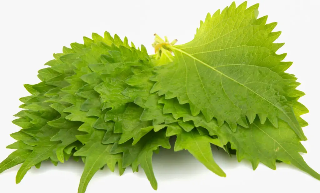 Green perilla leaves in a bunch
