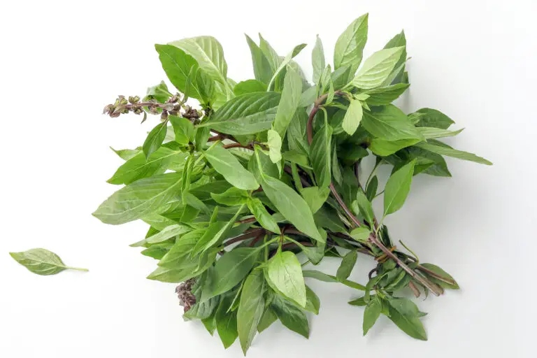 Best Perilla Leaves Substitute for That Minty and Spicy Flavor The