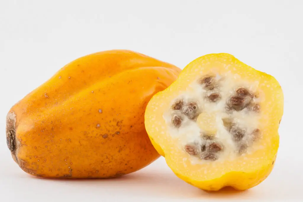 Chilean Papaya close up