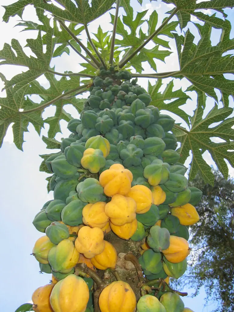 Picture of Chilean Papaya tree 